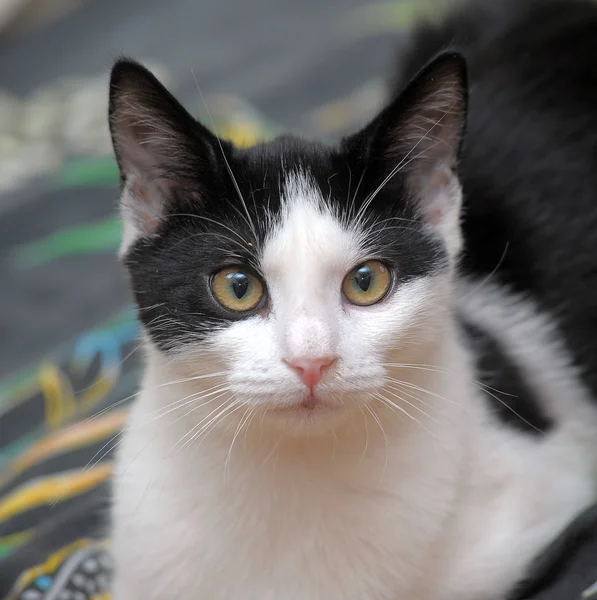 Schwarz-weiße kurzhaarige Katze — Stockfoto