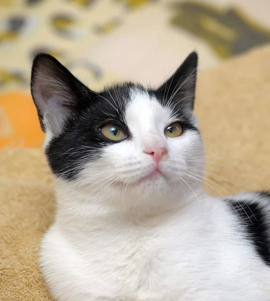 Siyah ve beyaz kısa saçlı kedi — Stok fotoğraf