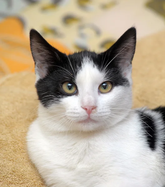 Черный и белый коротковолосый кот — стоковое фото