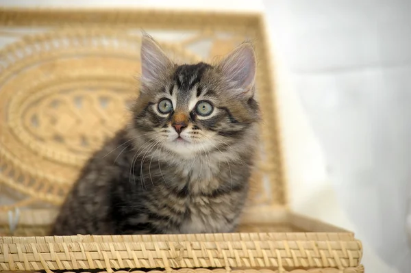 Kitten in basket — Stock Photo, Image