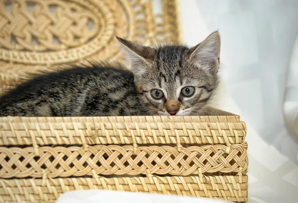 Kitten in basket — Stock Photo, Image