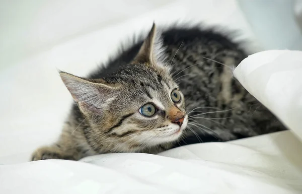 Kitten ontspannen op bed — Stockfoto