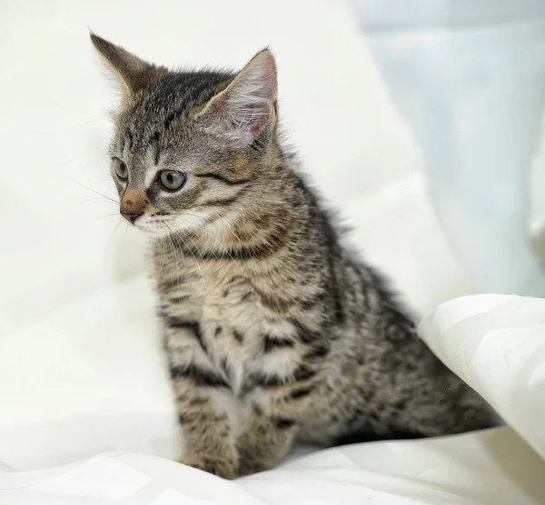 Kitten relaxing on bed — Stock Photo, Image