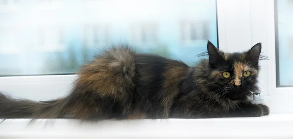 Пухнасті грушева кішка — стокове фото
