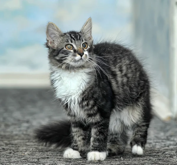 Maine Coon cat, 4 months old — Stock Photo, Image