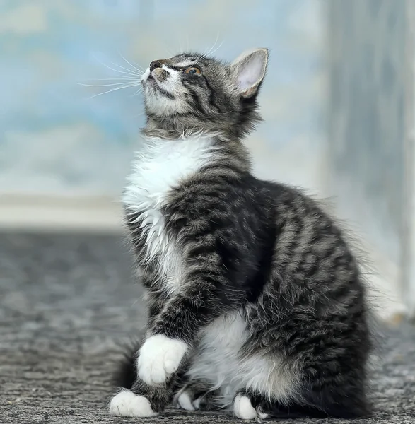 Maine Coon cat, 4 meses —  Fotos de Stock