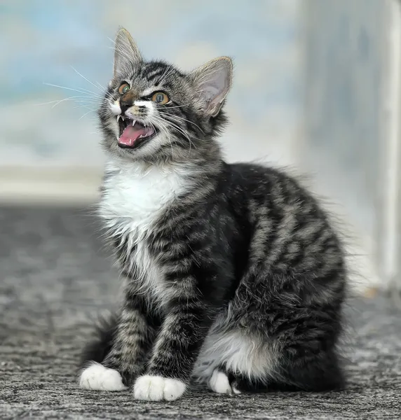 Maine Coon Katze, 4 Monate alt — Stockfoto