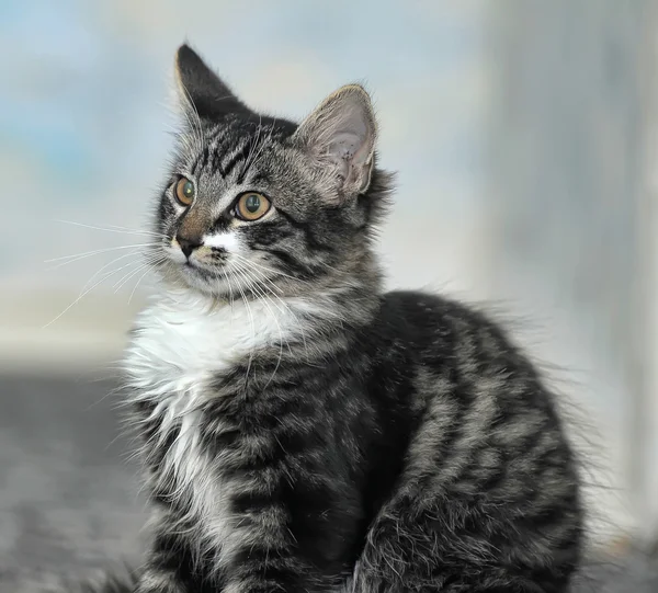 Maine coon kot, 4 miesiące — Zdjęcie stockowe