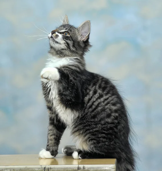 Maine Coon cat, 4 meses — Fotografia de Stock