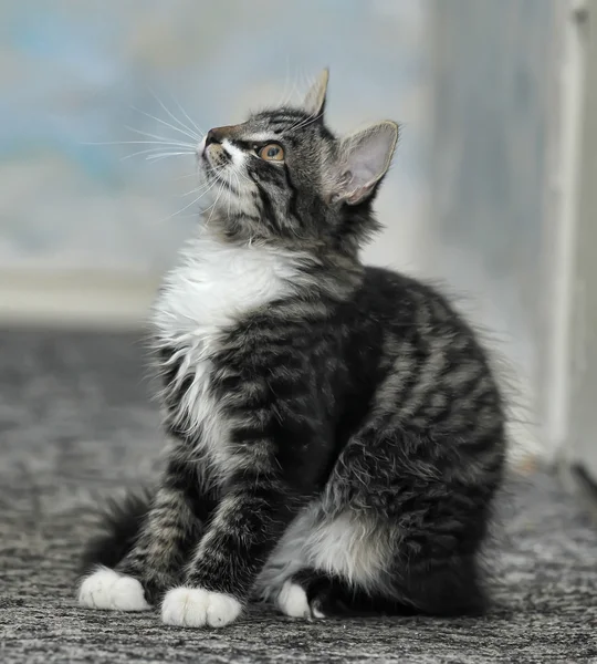 Maine Coon cat, 4 months old — Stock Photo, Image