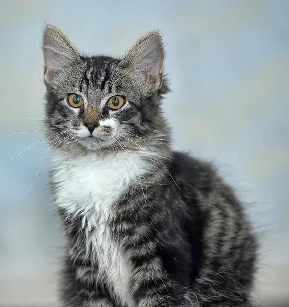 Maine Coon cat, 4 months old — Stock Photo, Image