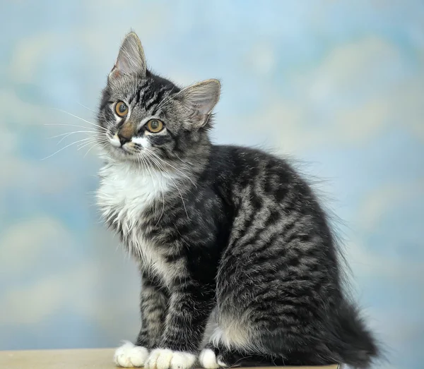 Maine Coon macska, 4 hónapos — Stock Fotó