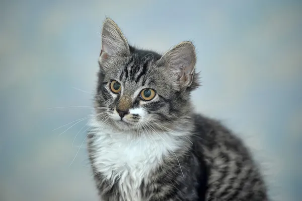 Maine Coon Katze, 4 Monate alt — Stockfoto