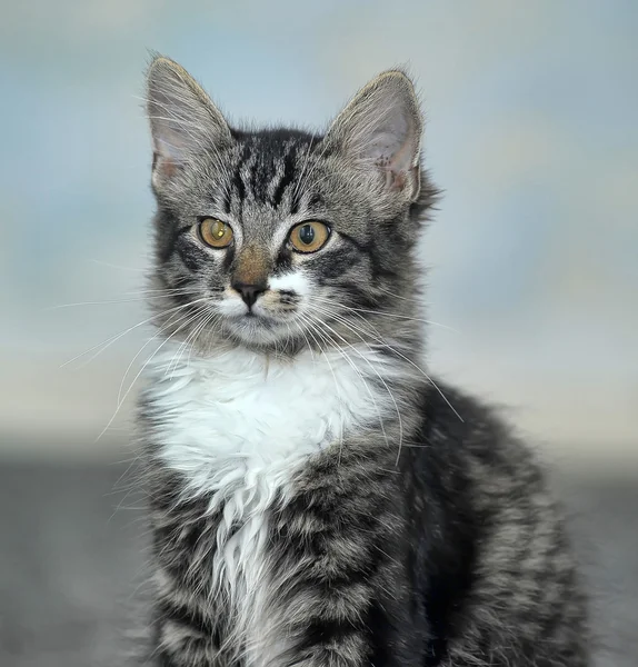 Maine Coon Katze, 4 Monate alt — Stockfoto