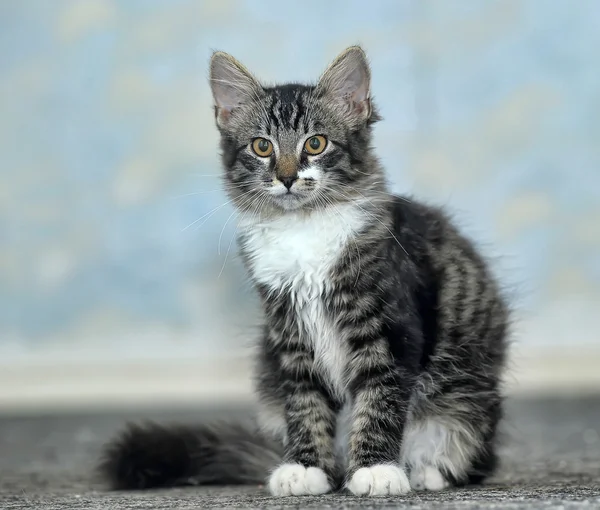 Maine Coon cat, 4 months old — Stock Photo, Image