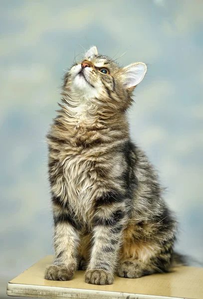 Maine coon kedi, 4 aylık — Stok fotoğraf
