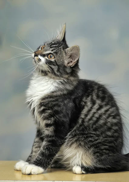 Мейн Кун кішка, 4 місяці — стокове фото