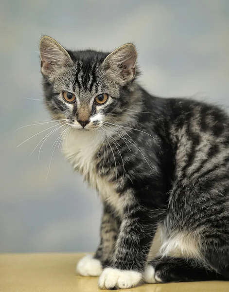 Maine coon katt, 4 månader gammal — Stockfoto