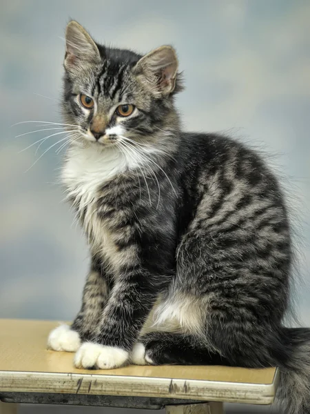 Maine coon poes, 4 maanden oud — Stockfoto