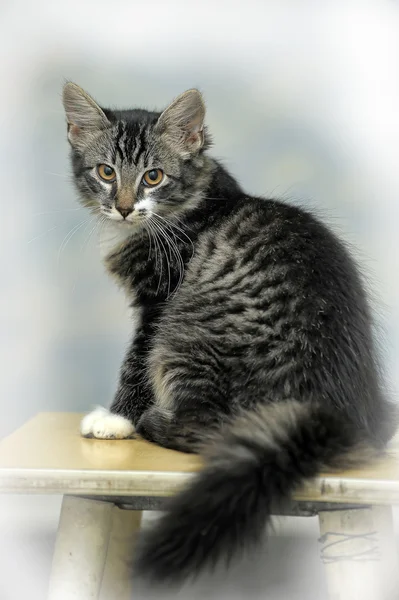 Maine Coon cat, 4 mesi — Foto Stock