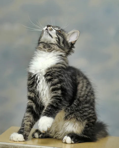 Maine Coon cat, 4 months old — Stock Photo, Image