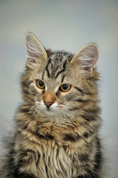 Maine coon γάτα, 4 μηνών — Φωτογραφία Αρχείου