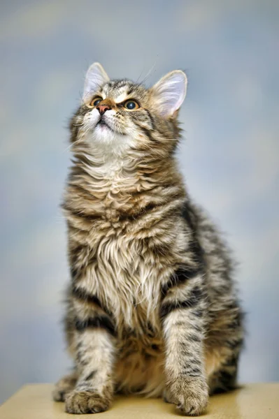 Maine Coon Katze, 4 Monate alt — Stockfoto