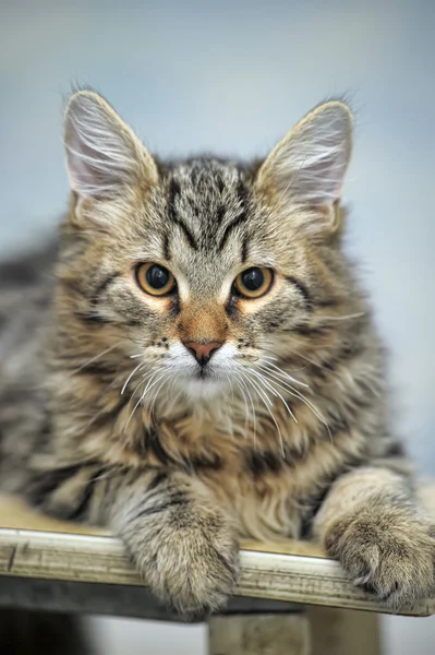 Maine Coon cat, 4 meses — Fotografia de Stock