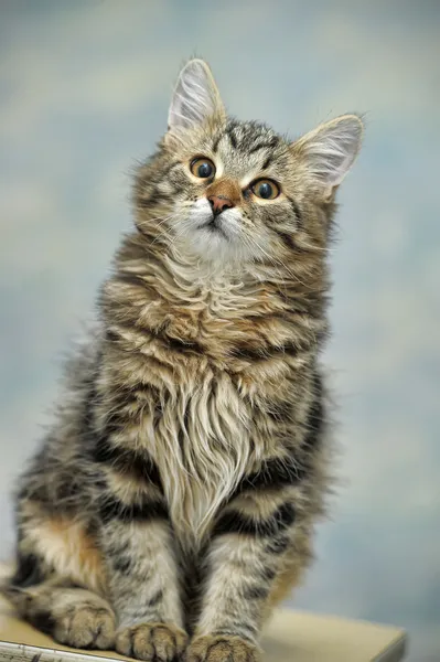 Maine Coon Katze, 4 Monate alt — Stockfoto