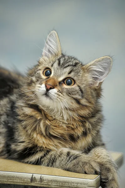 Chat Maine Coon, 4 mois — Photo