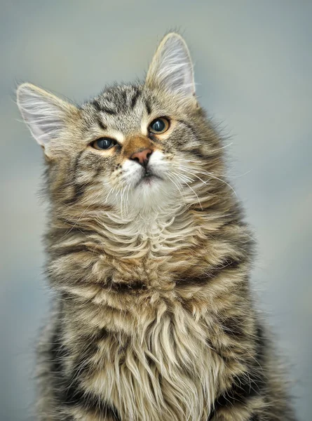 メインクーン猫ネコ、4 ヶ月 — ストック写真