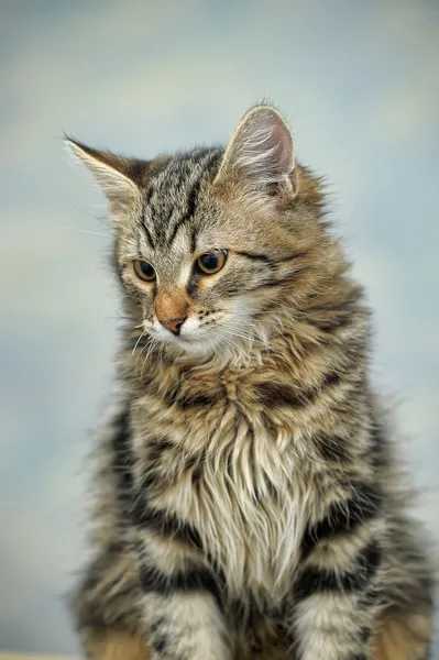 Maine coon γάτα, 4 μηνών — Φωτογραφία Αρχείου