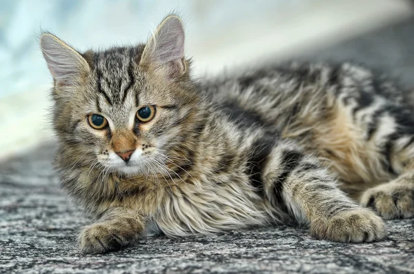 Maine Coon Katze, 4 Monate alt — Stockfoto