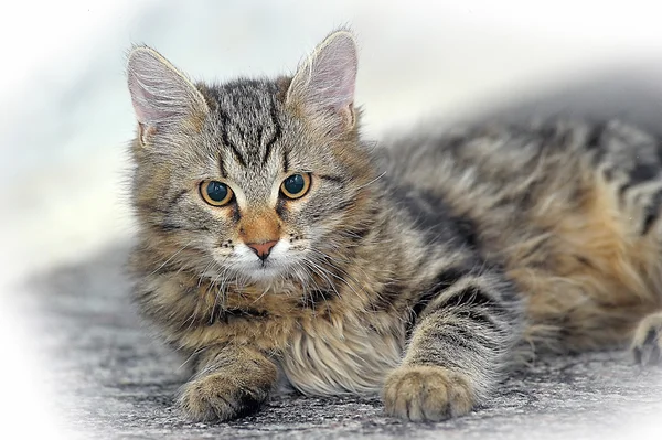 Maine coon kot, 4 miesiące — Zdjęcie stockowe
