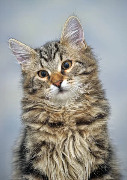 Мейн Кун кішка, 4 місяці — стокове фото