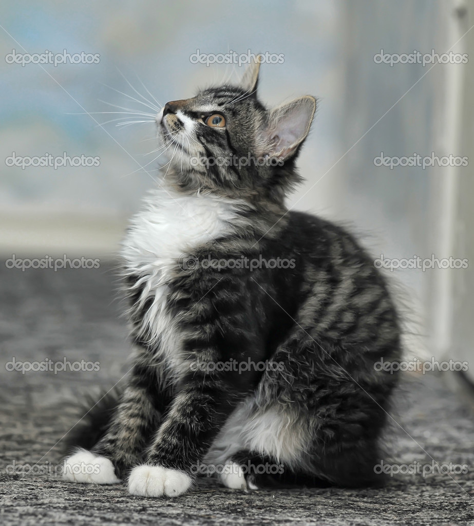Chat Mignon A Col Blanc Dans La Rue En Noir Et Argent Photographie Evdoha C Chat Mignon A Col Blanc Dans La Rue En Noir Et Argent Photographie Evdoha C