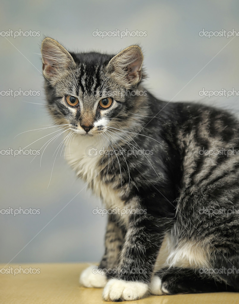 Chat Maine Coon 4 Mois Image Libre De Droit Par Evdoha C Chat Maine Coon 4 Mois Image Libre De Droit Par Evdoha C