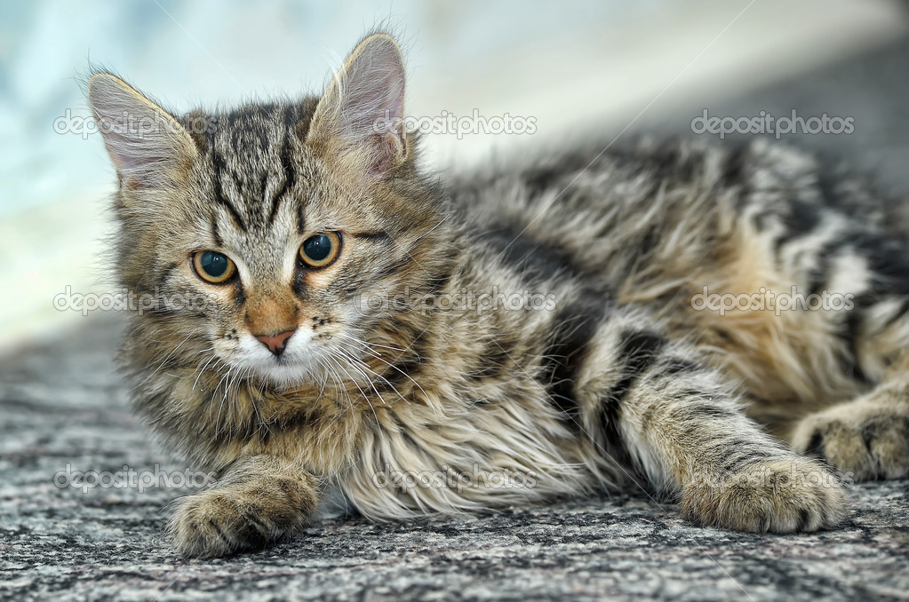 Fileira De Quatro Gatos De Maine Coon Foto de Stock - Imagem de meninos,  quatro: 114542072