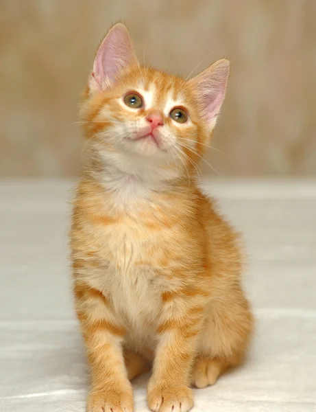 Kırmızı tabby yavru kedi — Stok fotoğraf