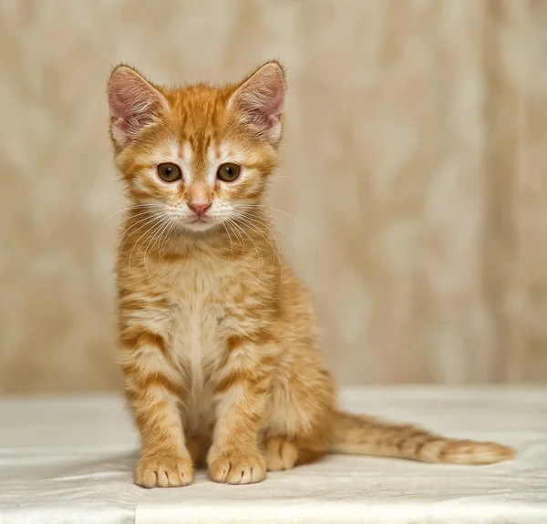 Червоний таббі кошеня — стокове фото