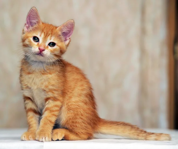 Kırmızı tabby yavru kedi — Stok fotoğraf