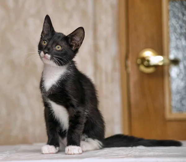 Zwart-wit kitten — Stockfoto