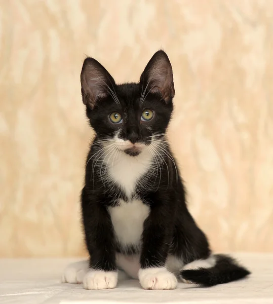 Gatito blanco y negro — Foto de Stock