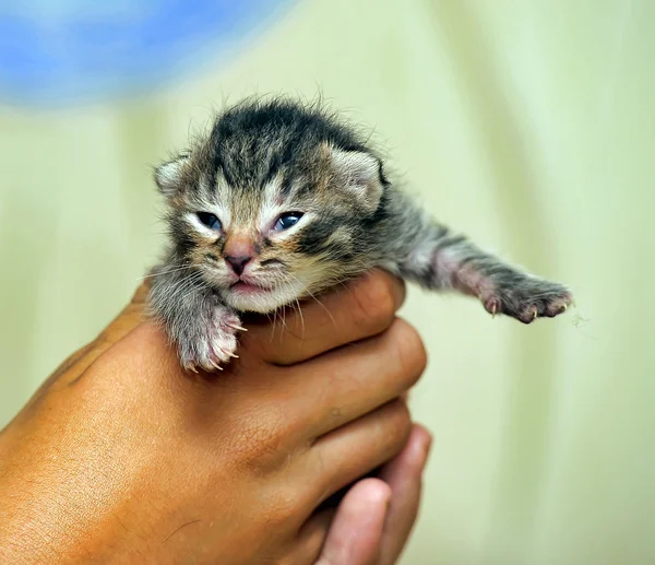 Novorozené kotě — Stock fotografie