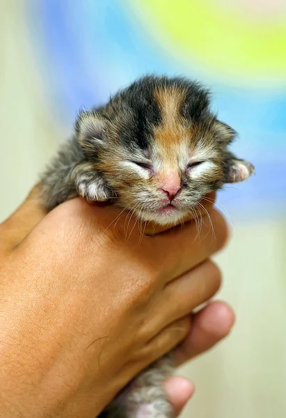 Drie-gekleurde pasgeboren kitten — Stockfoto