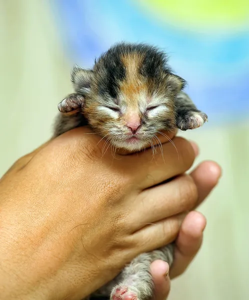 Three-coloured newborn kitten — Stock Photo, Image