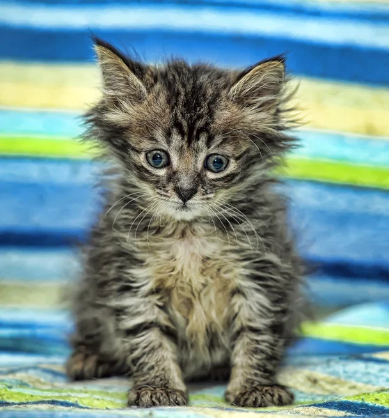 Kitten sitting — Stock Photo, Image