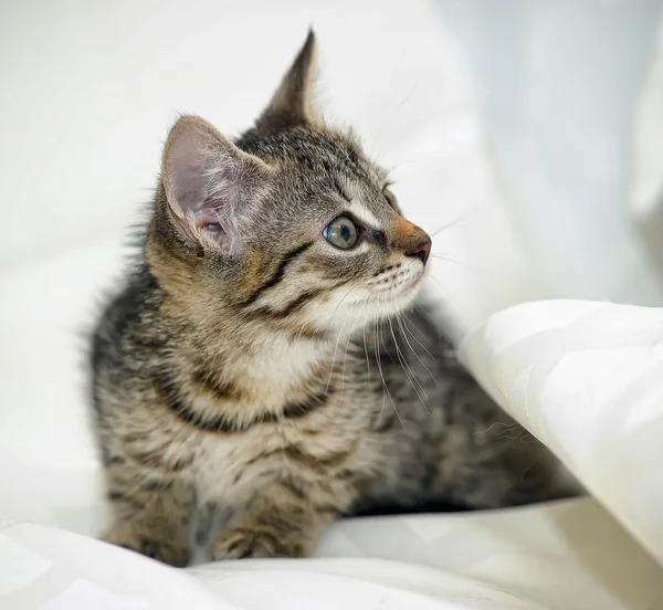 Rozkošný Těsnopis šedá mourovatá kočičko — Stock fotografie