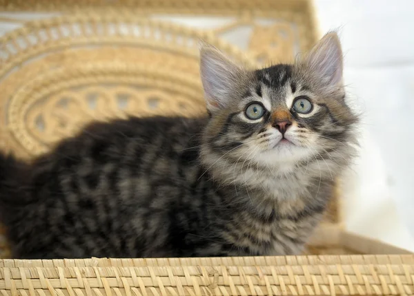 Gatinho no cesto — Fotografia de Stock