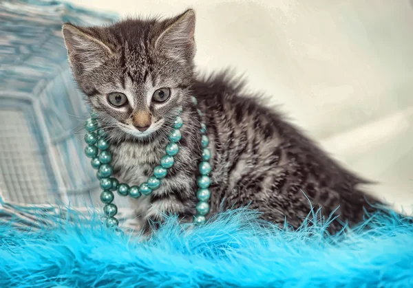 푸른 구슬 줄무늬 고양이 — 스톡 사진